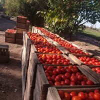cosecha-tomate